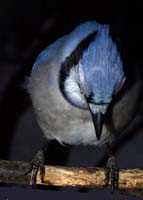 Blue Jay