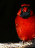 Male Cardinal