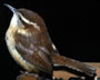 Carolina Wren