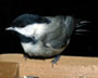 Chickadee