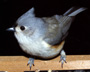 Tufted_Titmouse