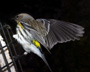 Yellow-Rumped Warbler