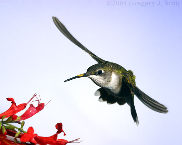 gjs_7462_rth_im_male_pollen_beak_wings_low_600x480.JPG