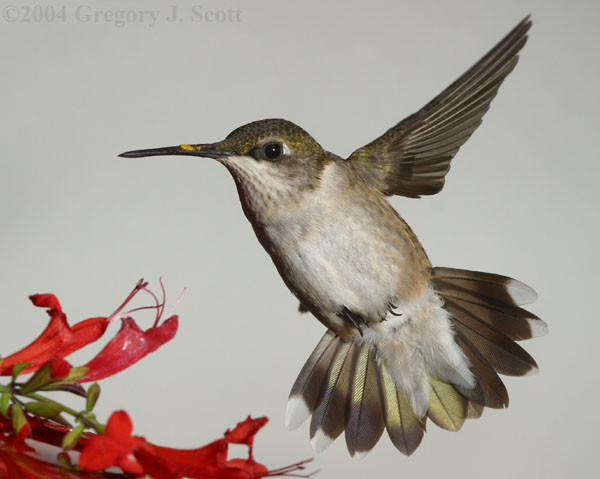 Ruby Throated Hummingbirds, (C)09/04 GJS