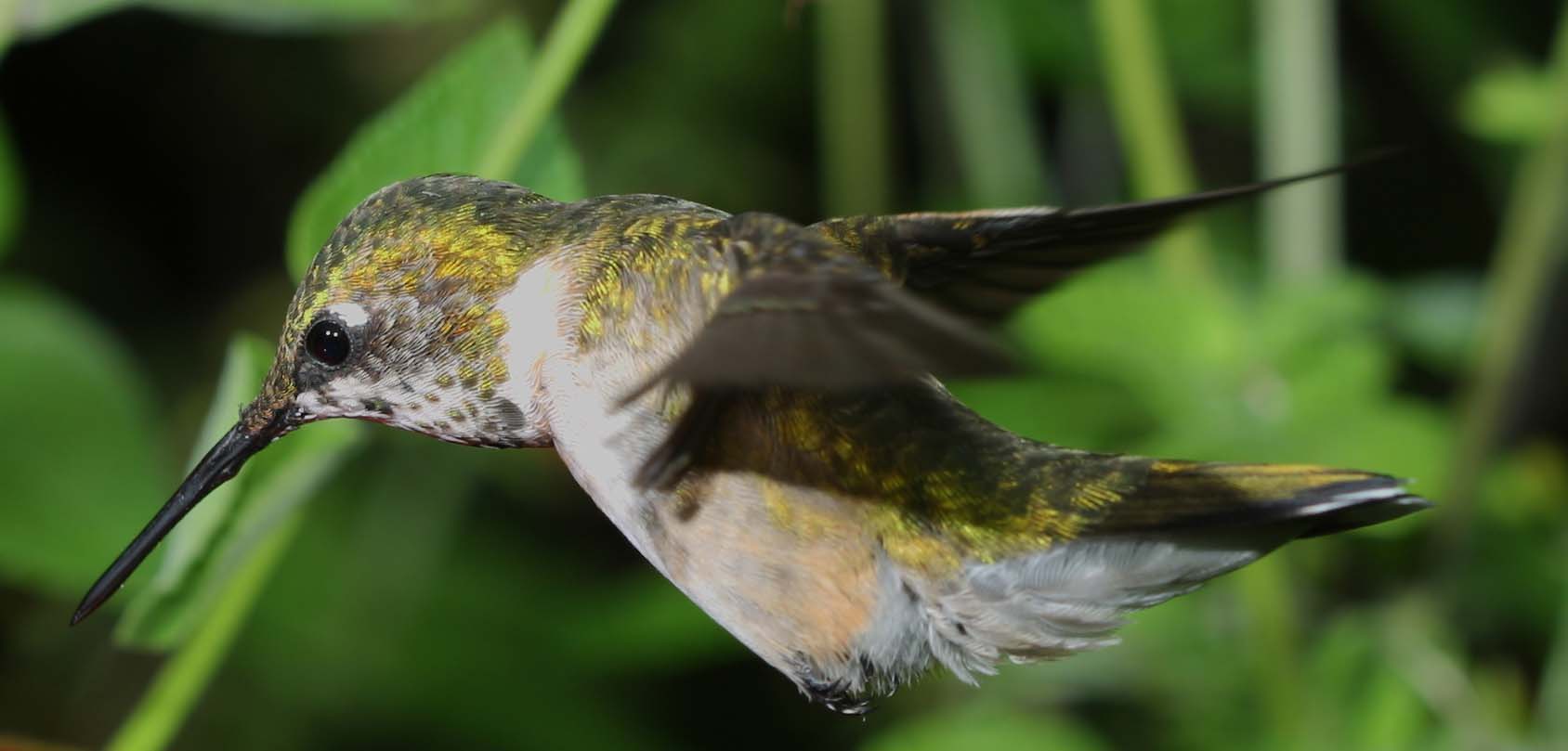 4938 Immature Male Ruby Throated Hummer, wide format