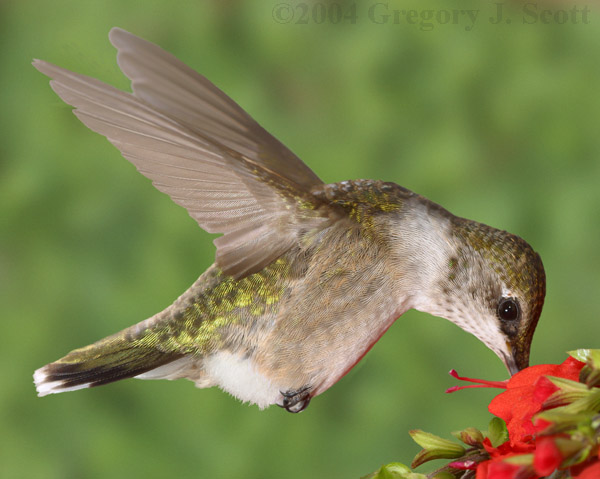 Hummingbird with digital background