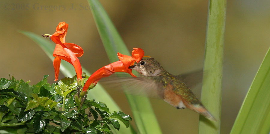 Rufous HB at Honeysuckle