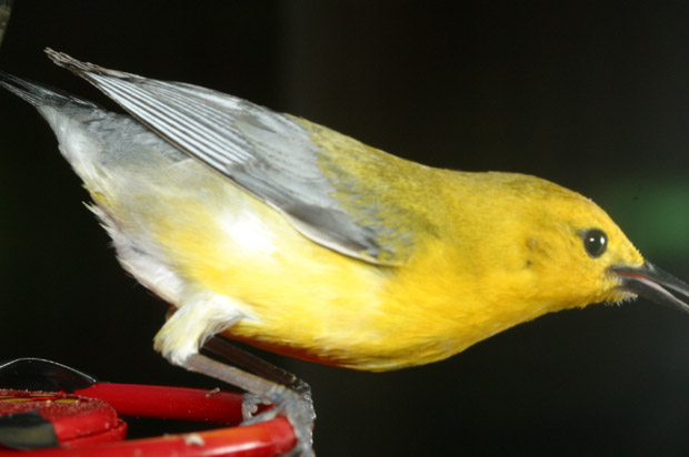 prothonotary warbler