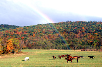 crw_8885_Horse_Rainbow.jpg