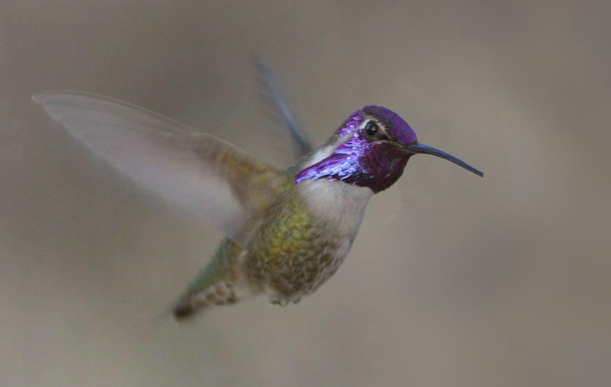 CRW_6350 costas hummingbird - first