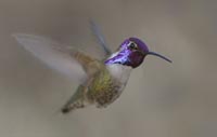 Costas Hummingbird, male