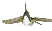 Costas Hummingbird, male