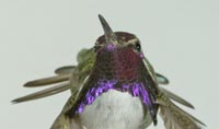 Costas Hummingbird Close-up