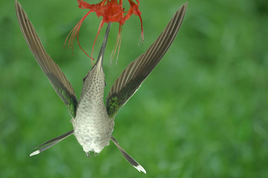 magnificent hummingbird