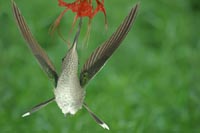 Magnificent Hummingbird, female