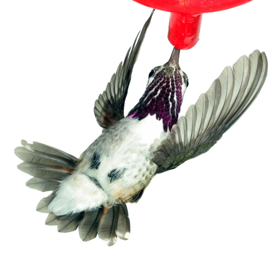 calliope male hummingbird
