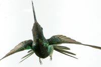 Magnificent Hummingbird, male