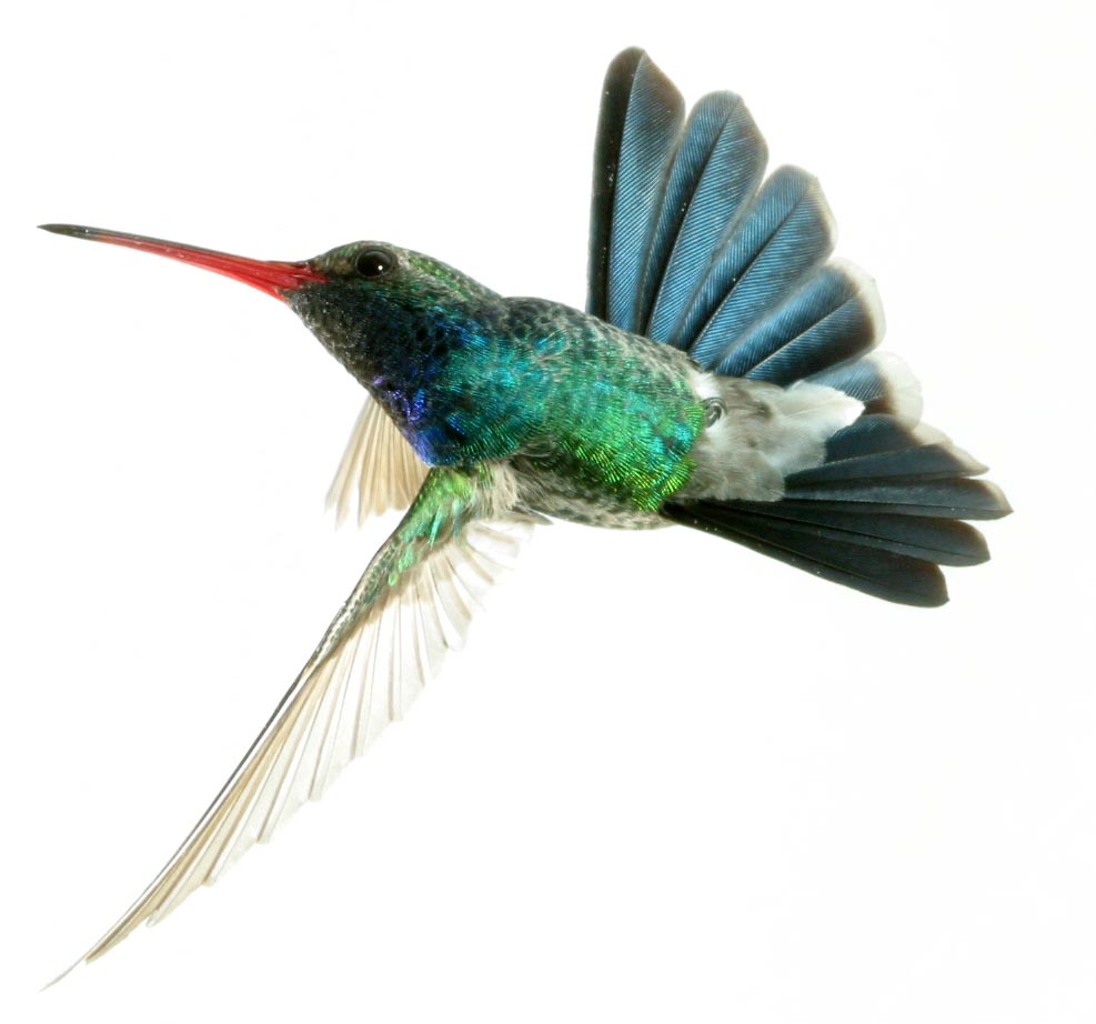 broadbill hummingbird