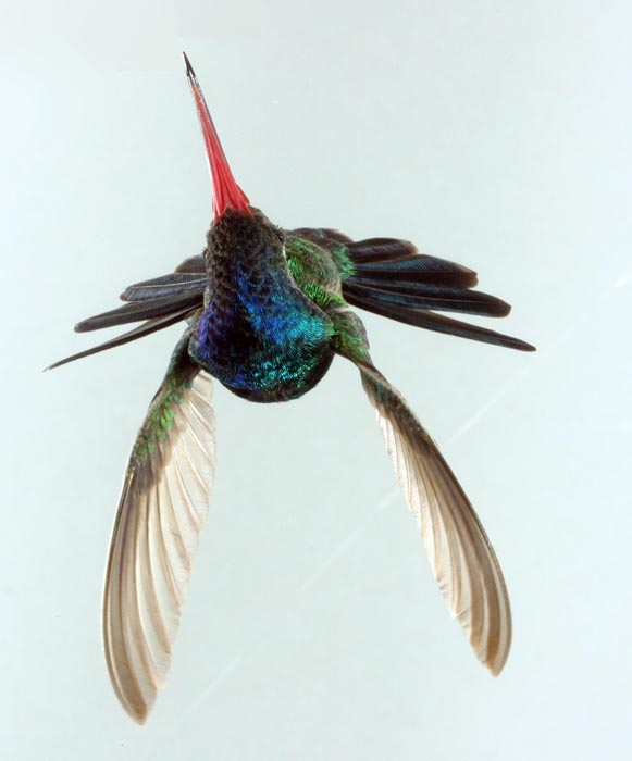 female broadbill hummingbird