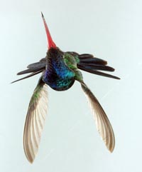 Broadbill Hummingbird, male