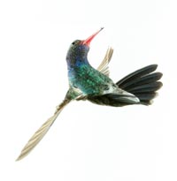Broadbill Hummingbird, male