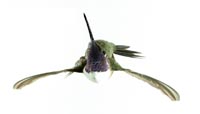 Black-chinned Hummingbird, male