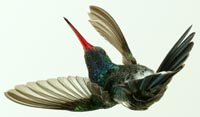 Broadbill Hummingbird flying inverted