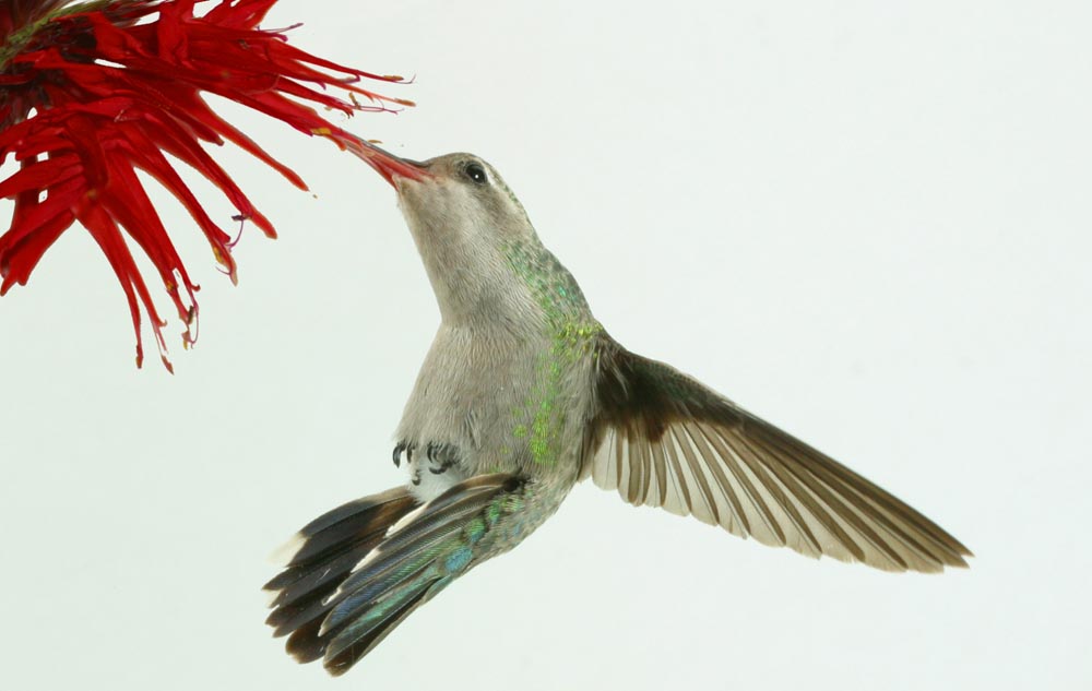 female broadbill hummingbird