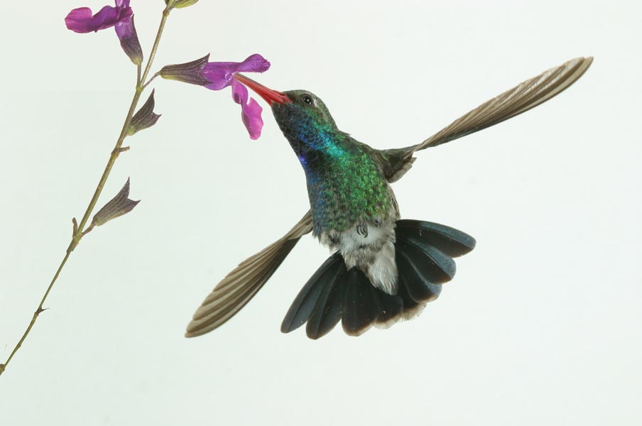 male broadbill hummingbird