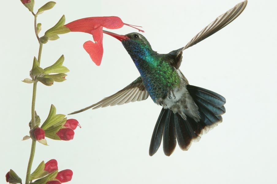 male broadbill hummingbird