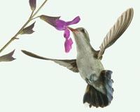 Broadbill Hummingbird, female
