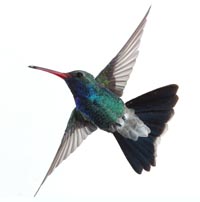 Broadbill Hummingbird, male