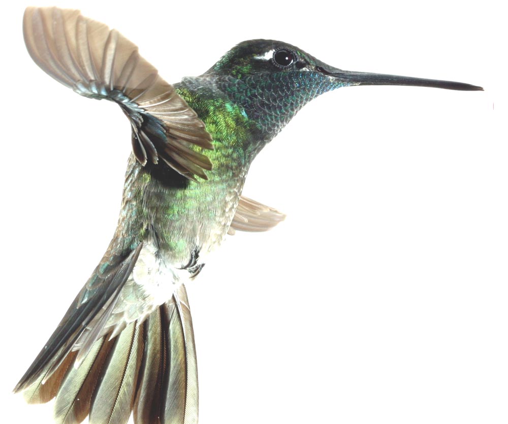 male magnificent hummingbird