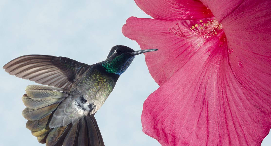 male magnificent hummingbird