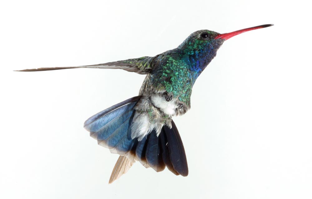 broadbill male hummingbird