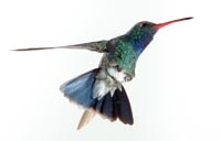 Broadbill Hummingbird, male