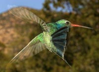 Magnificent Hummingbird, male