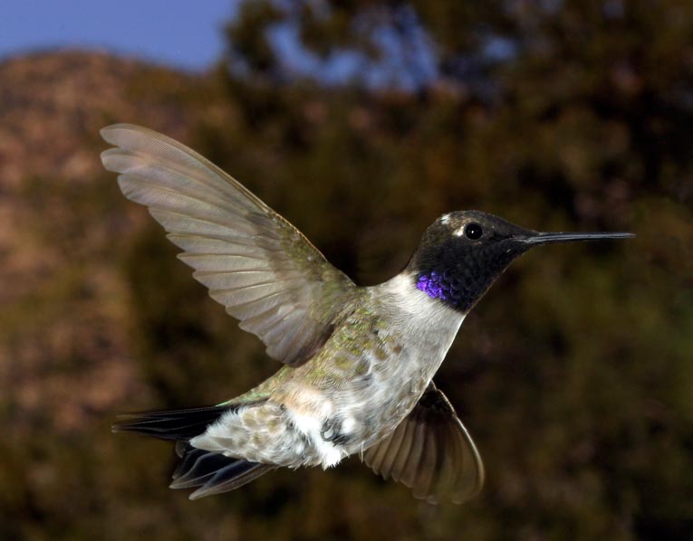 black-chinned hummingbird