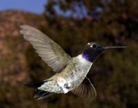 Black-chinned Hummingbird, male