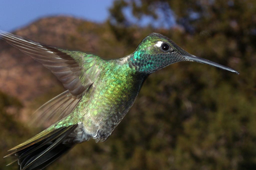 male magnificent hummingbird