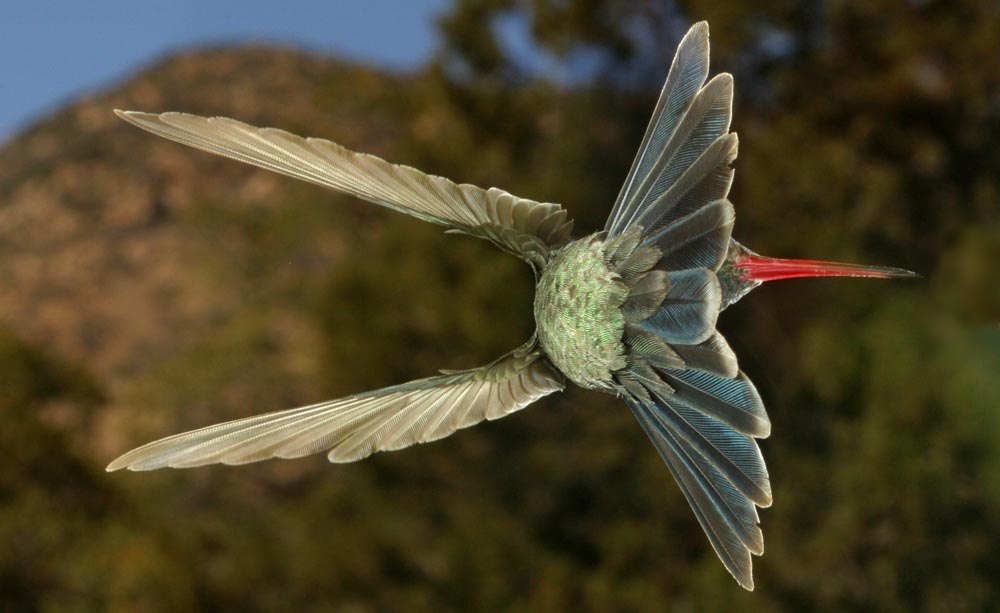 broadbill hummingbird - hovering sideways