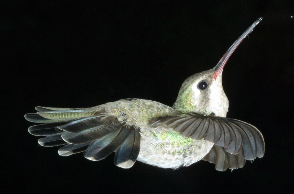 broadbill female hummingbird