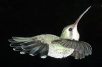 Broadbill Hummingbird, female