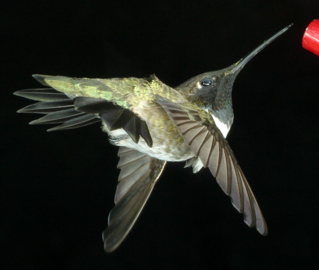 black chin hummingbird