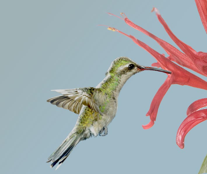 female broadbill hummingbird