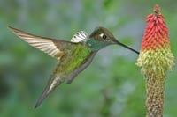 Magnificent Hummingbird, male