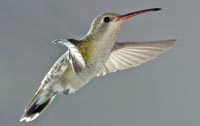 Broadbill Hummingbird, female