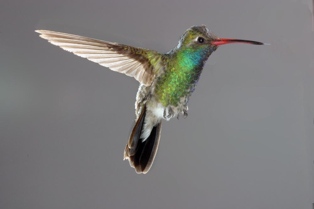 broadbill hummingbird