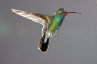 Broadbill Hummingbird, male