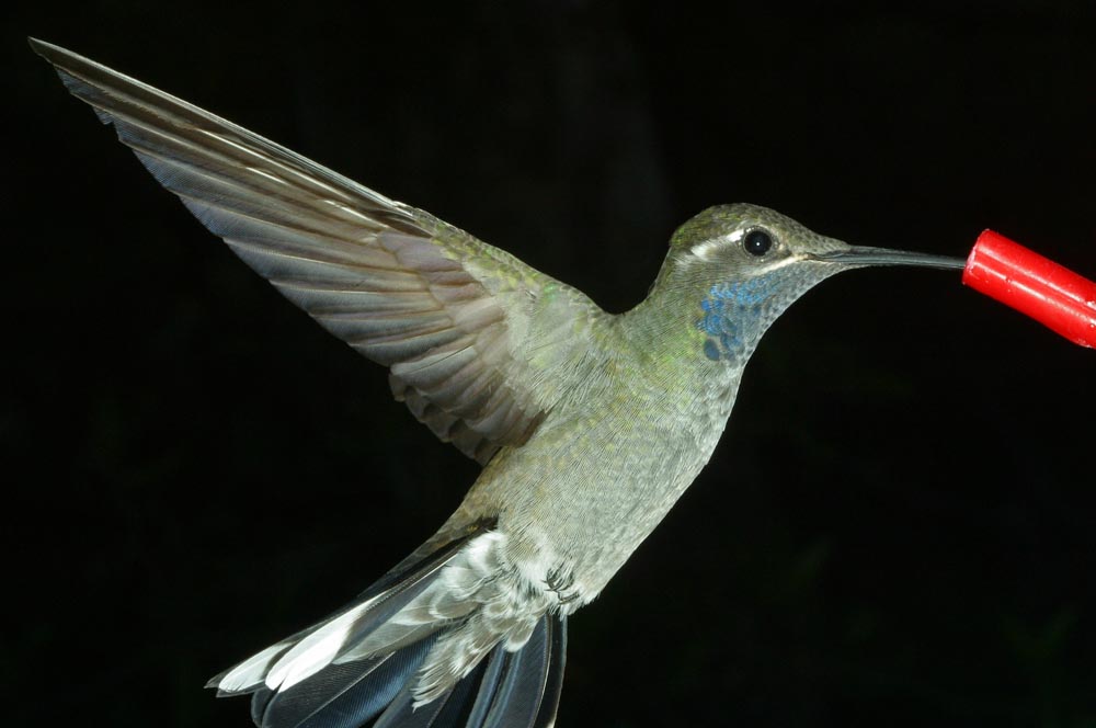 blue-throated hummingbird